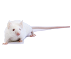 ICR   Mice