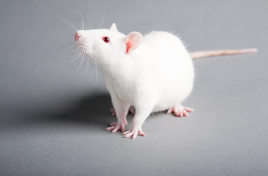 大鼠先天性遗传异常
