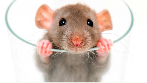 实验鼠如何辨别雌雄