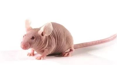 裸鼠成瘤实验技巧及常见问题