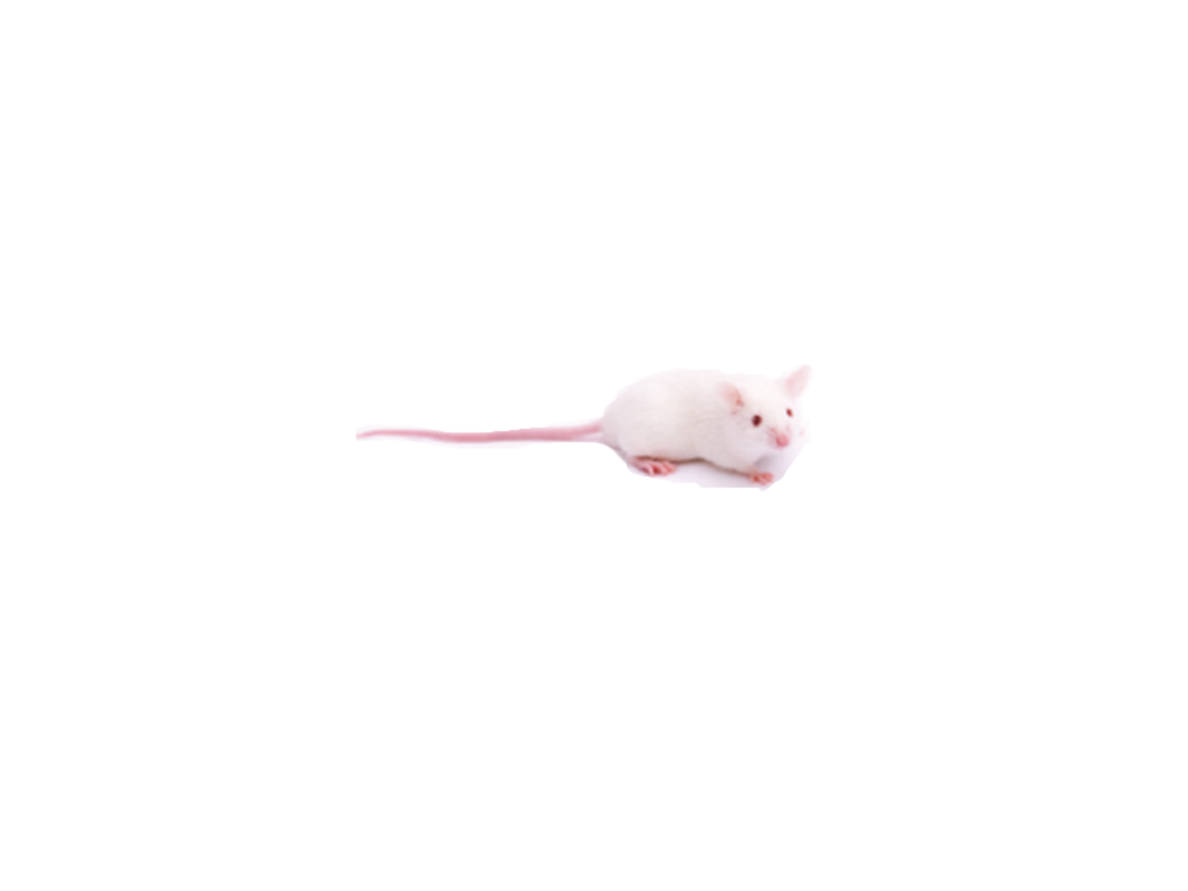 SAMP6/P8/P10  Mice